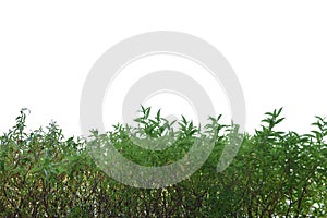 Green grass lush bush isolated on white background photo