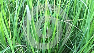 Green grass macro beautiful background spring. HD video footage 1920x1080 motion camera vertical panorama.