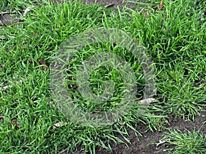 Green grass with many small waterdrops