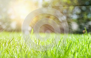 Green grass meadow background in sunny day