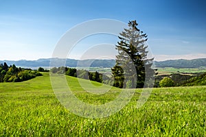 Green grass, meadow and beautiful landscape with blue sky