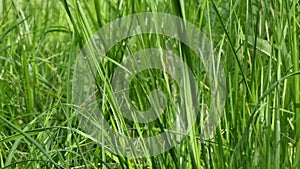 green grass in a meadow, close up of a green grass