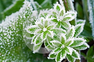 Green grass on meadow is covered with snow top view