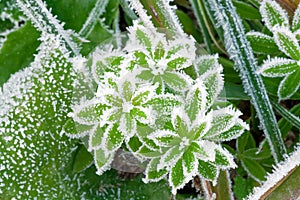 Green grass on meadow is covered with snow top view