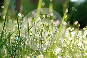 Green grass on the meadow with dew drops sparkle in a morning sunlight, beautiful bokeh