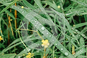 Green grass on meadow with drops of fresh clear water dew in the morning light. Spring meadow. Green background. Morning dew drops