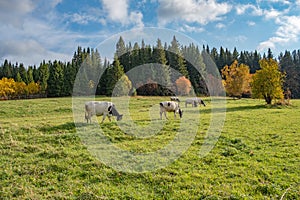 Green grass on a meadow eat a cow, and above them a blue sky with clouds