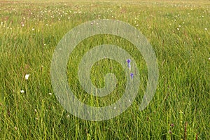 Green grass meadow with flowers
