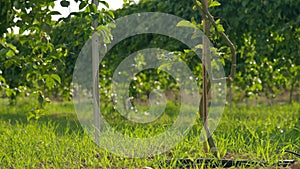 Green grass on meadow of garden with climbing bushes in sunlight. Plants with organic vitamin berries growing in summer