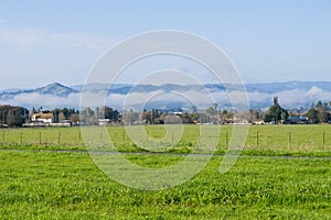 Green grass meadow; lingering fog in the background, Coyote Lake - Harvey Bear Park, Morgan Hill, California