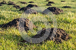 Green grass on a meadow with molehills