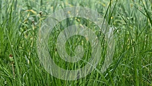 Green grass in the meadow. Natural background. Close-up.