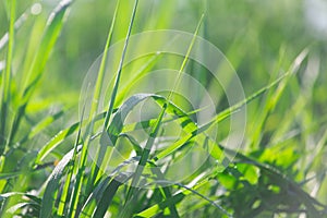 Green grass in the meadow in summer