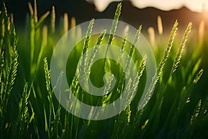 Green grass in a meadow at sunset. Macro image, shallow depth of field.