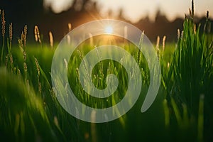 Green grass in a meadow at sunset. Macro image, shallow depth of field.