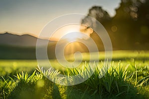 Green grass in a meadow at sunset. Macro image, shallow depth of field.