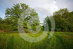 Green grass meadow with tree background