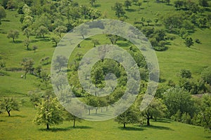 Green grass meadow with trees