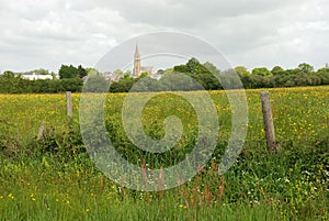 Green grass meadow woody hedgerow