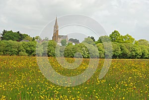 Green grass meadow woody hedgerow