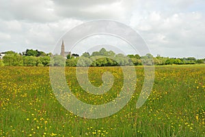 Green grass meadow woody hedgerow