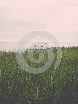 Green grass meadows and fields landscape in a sunny day - vintage effect