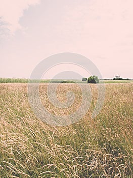 Green grass meadows and fields landscape in a sunny day - vintage effect