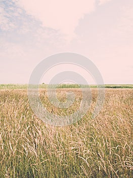 Green grass meadows and fields landscape in a sunny day - vintage effect