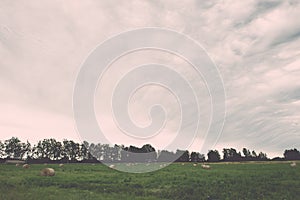 Green grass meadows and fields landscape in a sunny day - vintage effect