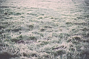 Green grass meadows and fields landscape in a sunny day - vintage effect