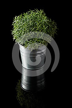 Green grass in a metal pot on a dark background