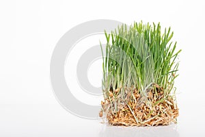 Green grass microgreen. Studio shot with space for text for advertising healthy foods with vitamins