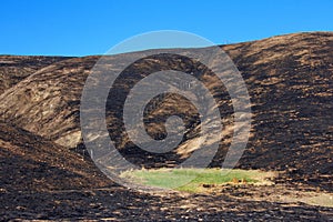 Green grass in the middle of fire charred valley blue sky