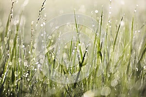 Green grass with morning dew in bright sun with bokeh texture background