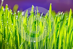 Green grass with morning dew. Fresh green leaves grass with dew drops, close up