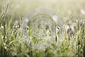 Green grass in morning dew and spider webs with bokeh texture background