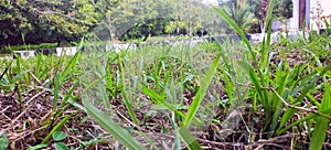 green grass morning free