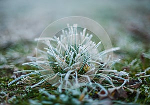 Green grass with morning frost and sun