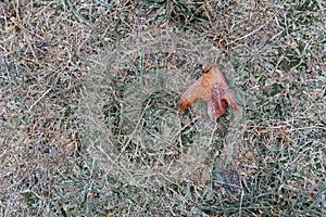 Green grass with morning frost and sunlight