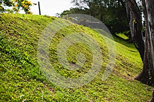 Green grass on the mound with sunlight