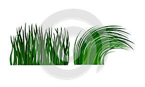 Green Grass with Narrow Leaves Growing Plant Vector Set