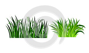 Green Grass with Narrow Leaves Growing Plant Vector Set