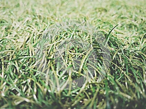 Green grass natural background close up view