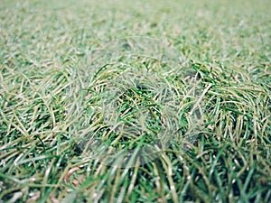 Green grass natural background close up view