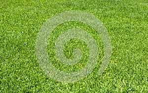 Green grass. Natural background