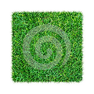 Green grass. Natural texture background. Fresh spring green grass. isolated on white background