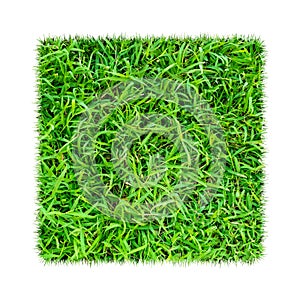 Green grass. Natural texture background. Fresh spring green grass. isolated on white background