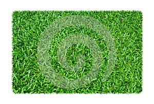 Green grass. Natural texture background. Fresh spring green grass. isolated on white background