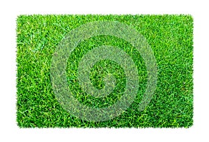 Green grass. Natural texture background. Fresh spring green grass. isolated on white background