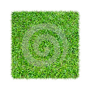Green grass. Natural texture background. Fresh spring green grass. isolated on white background